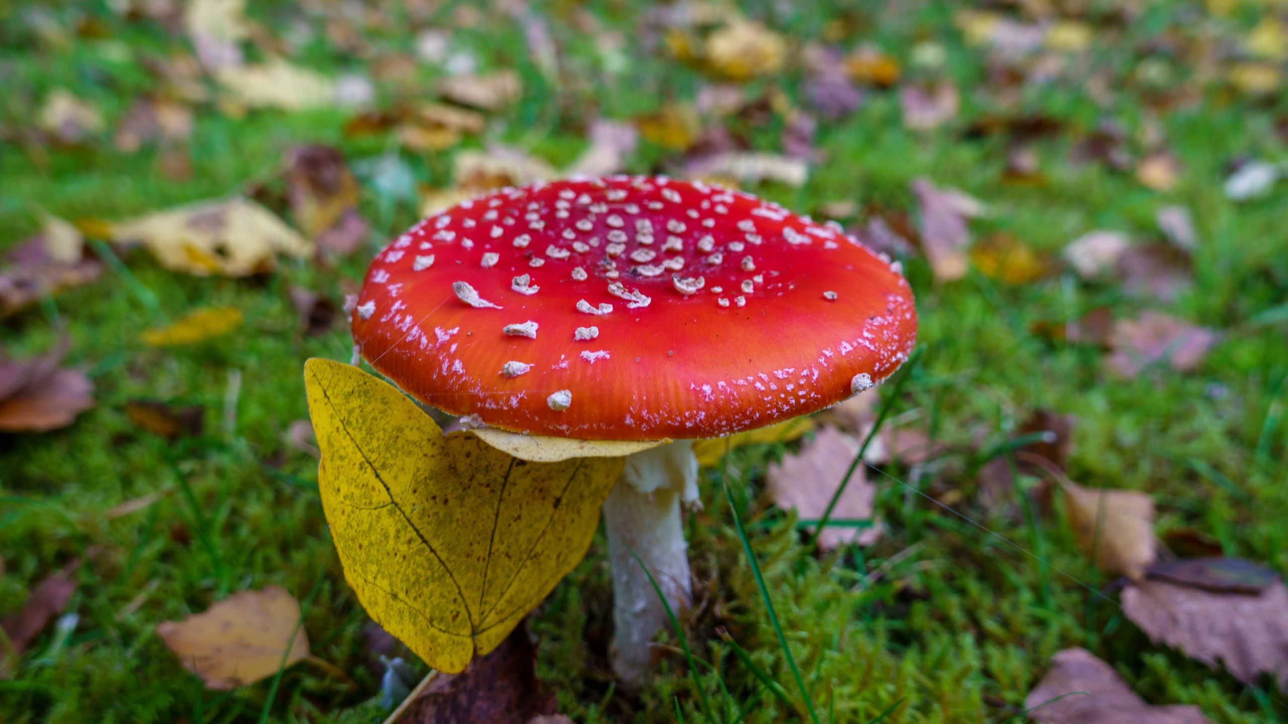 20211020_150907_DSC-RX100M7_DSC02339