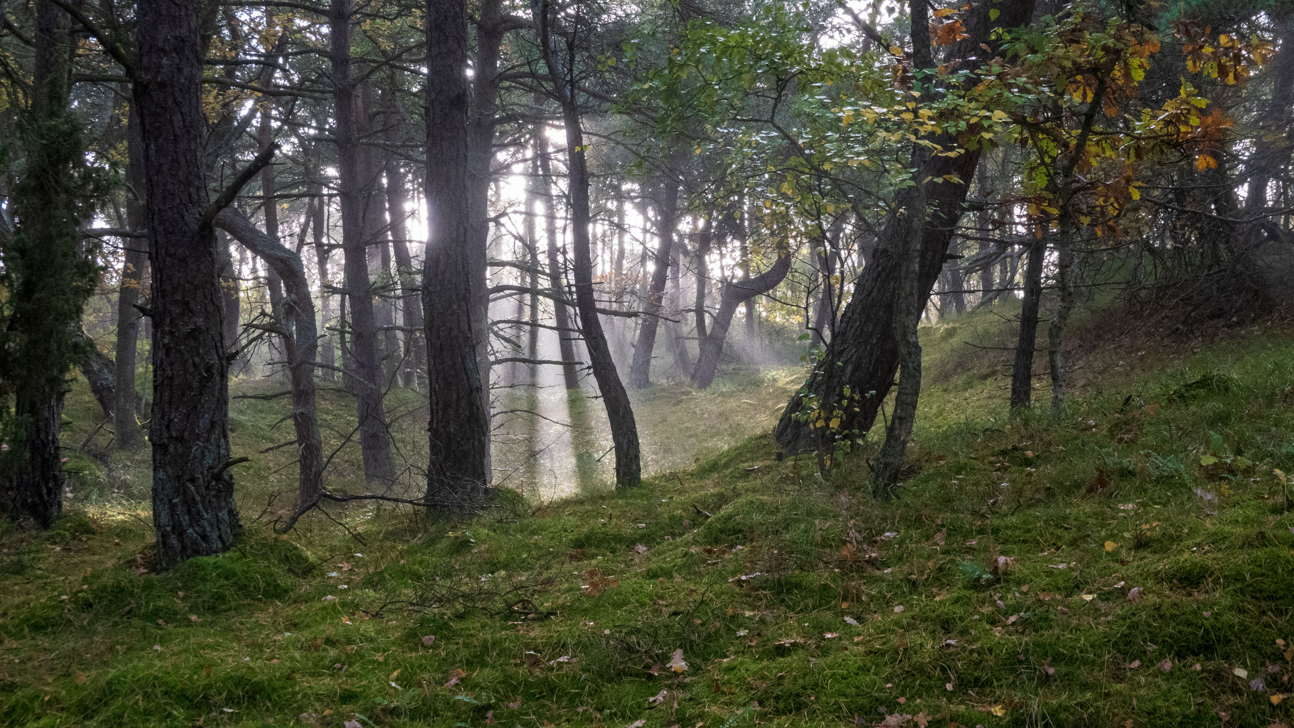 20211021_165754_DSC-RX100M7_DSC02367