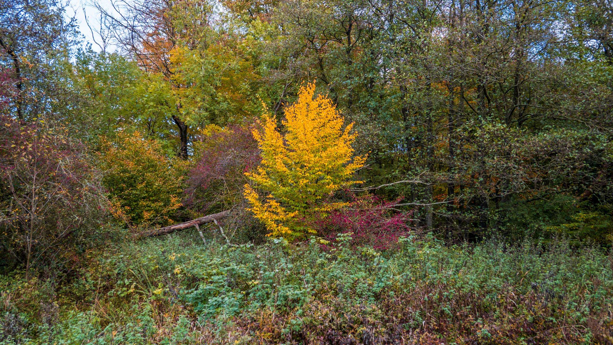 20211022_160811_DSC-RX100M7_DSC02379