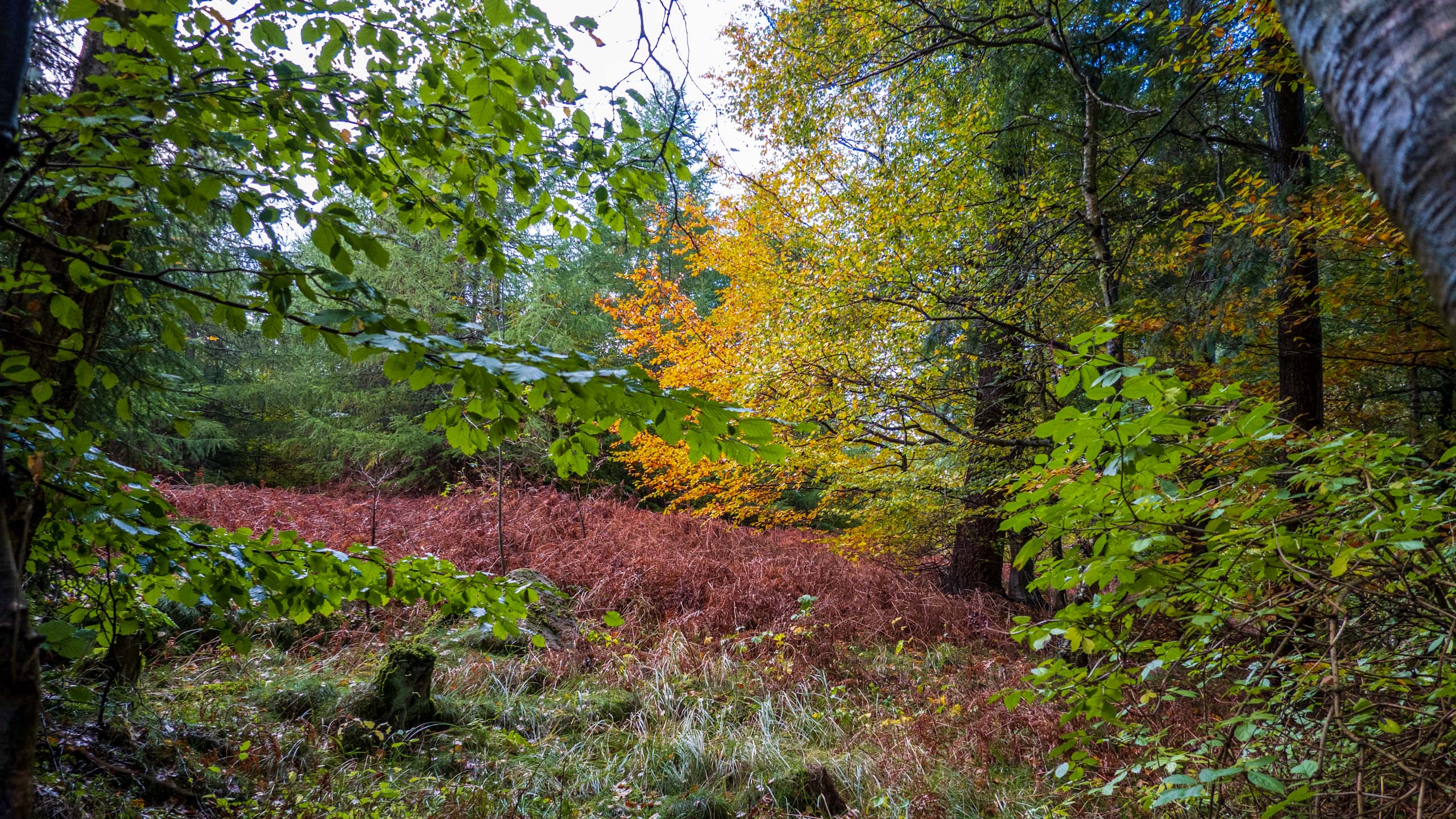 20211022_161758_DSC-RX100M7_DSC02388