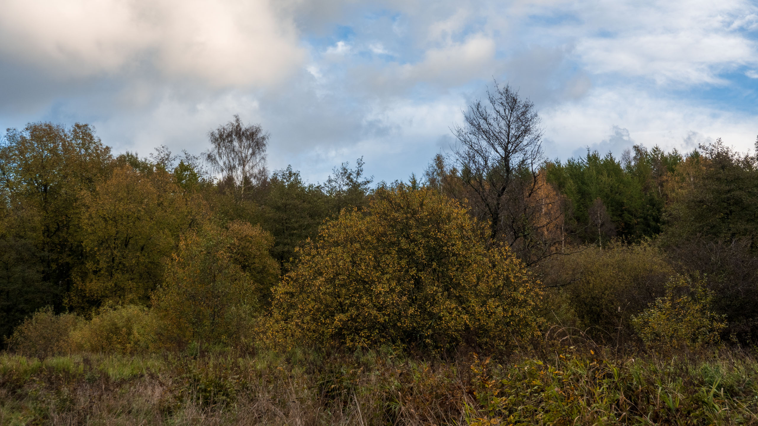 20211022_162113_DSC-RX100M7_DSC02391