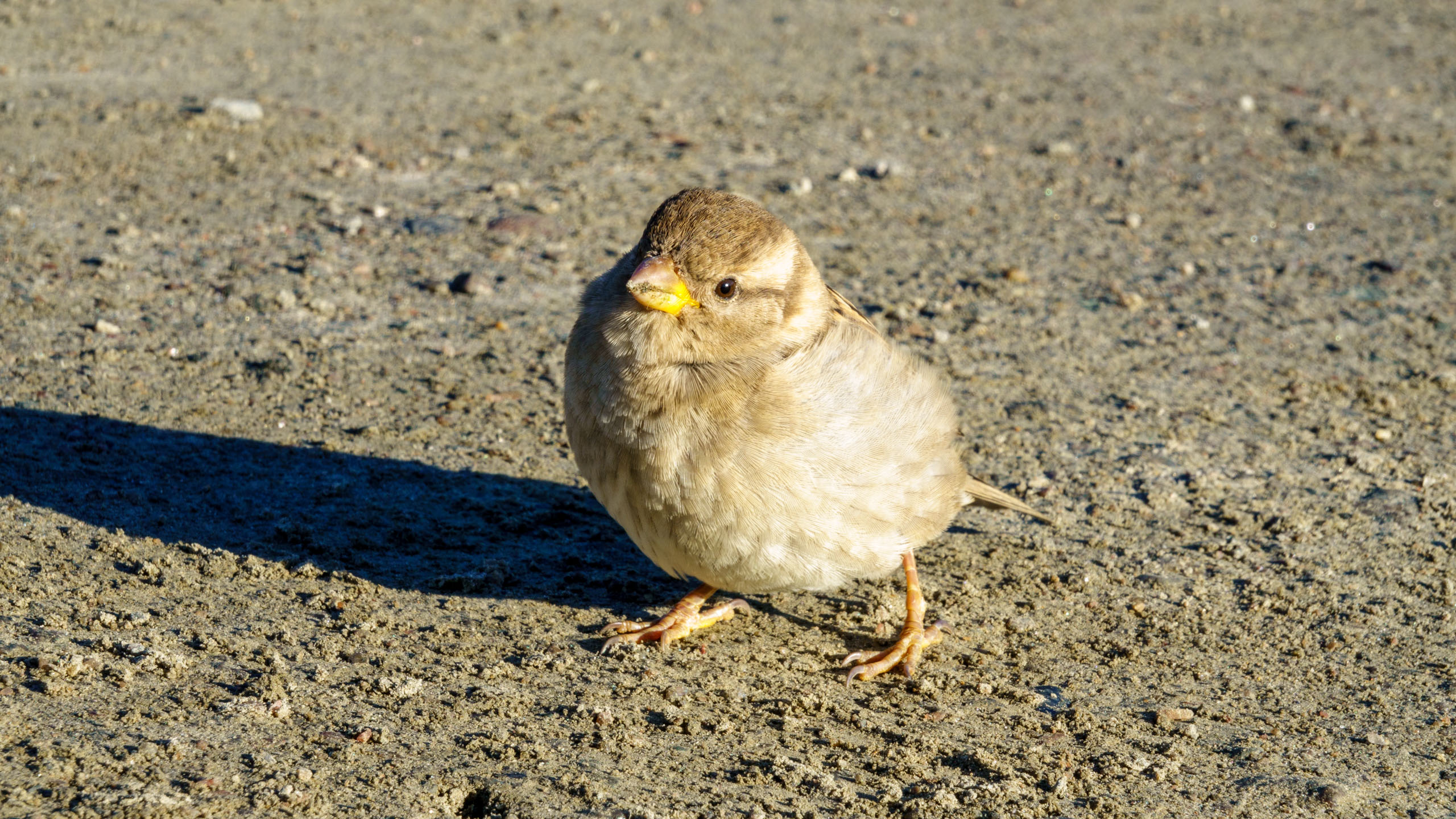 20211025_105352_DSC-RX100M7_DSC02449