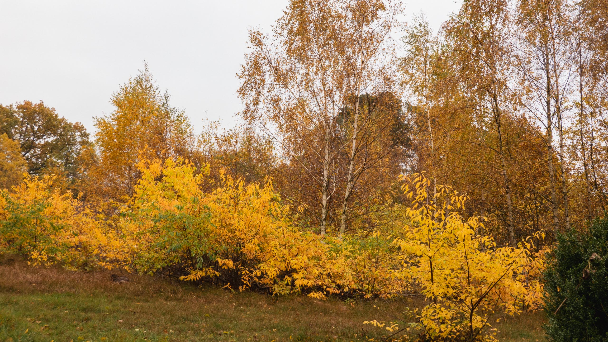 20211028_123452_DSC-RX100M7_DSC02482