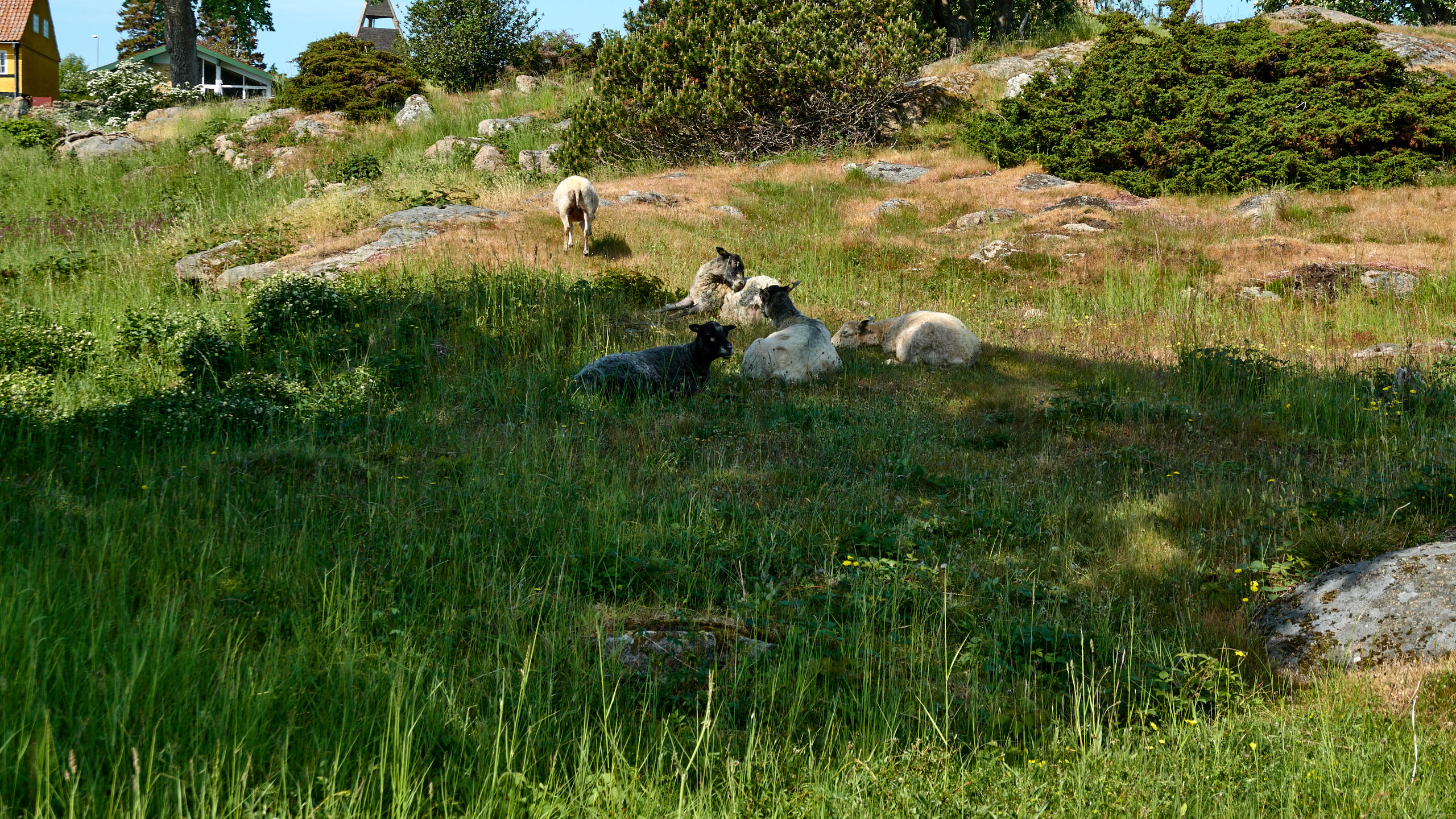 2021-06-05_DSC-RX100M7_DSC00253