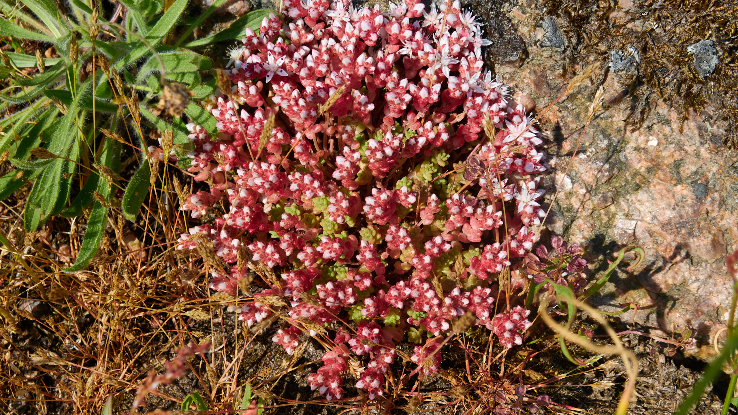 2021-06-05_DSC-RX100M7_DSC00264