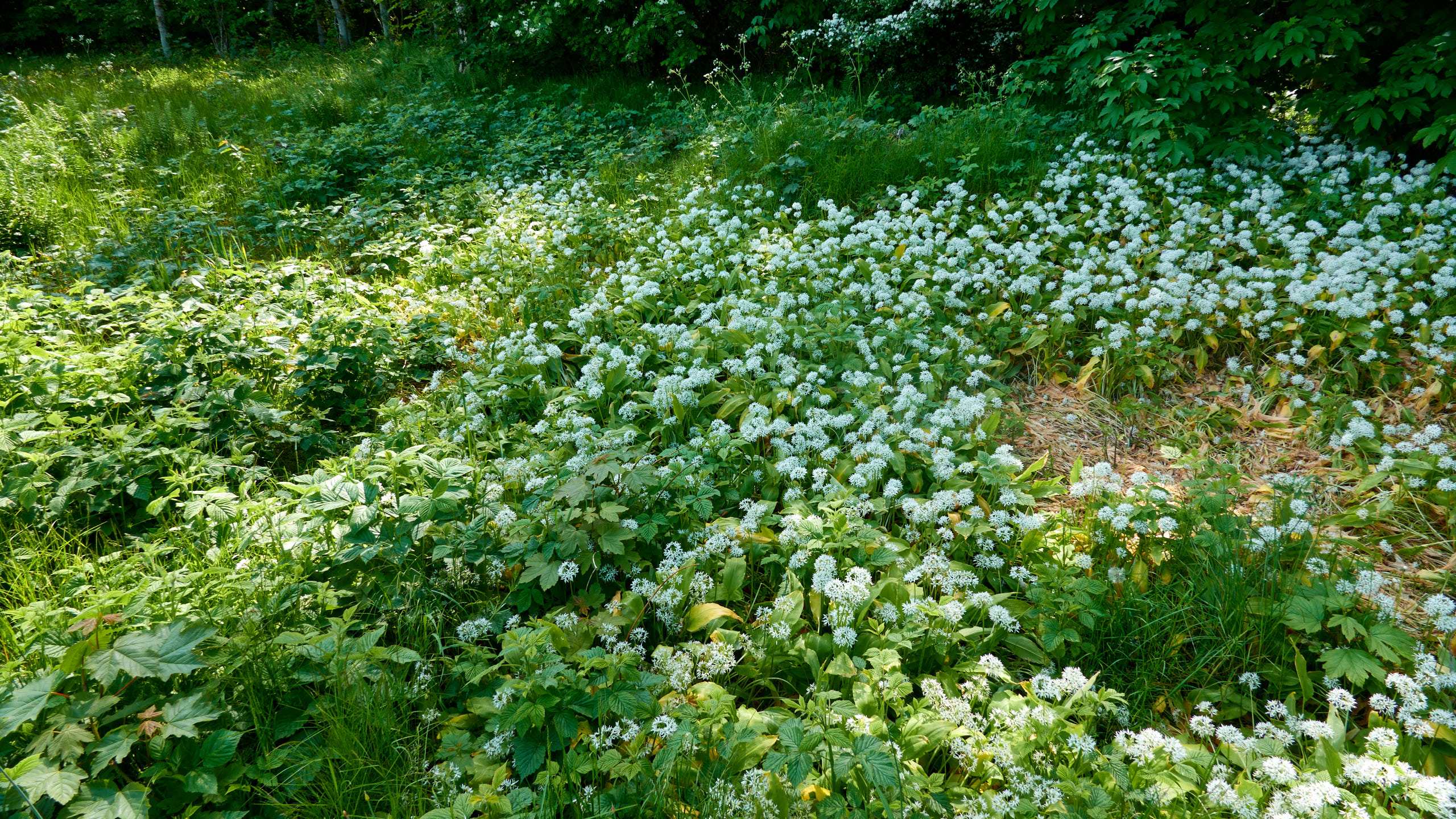 2021-06-05_DSC-RX100M7_DSC00270