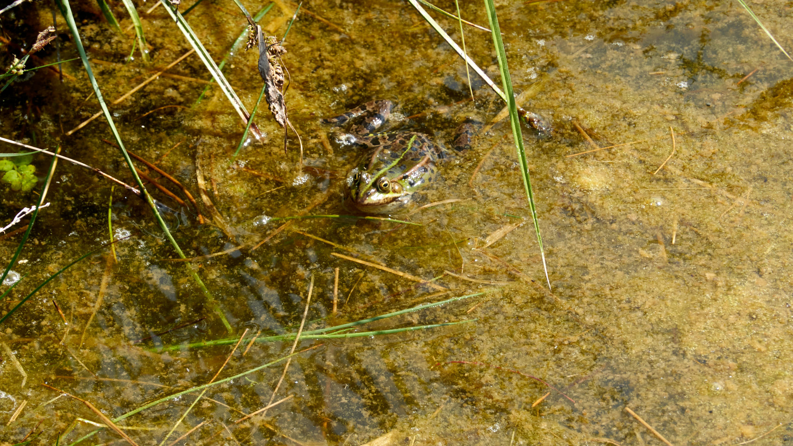 2021-06-05_DSC-RX100M7_DSC00275