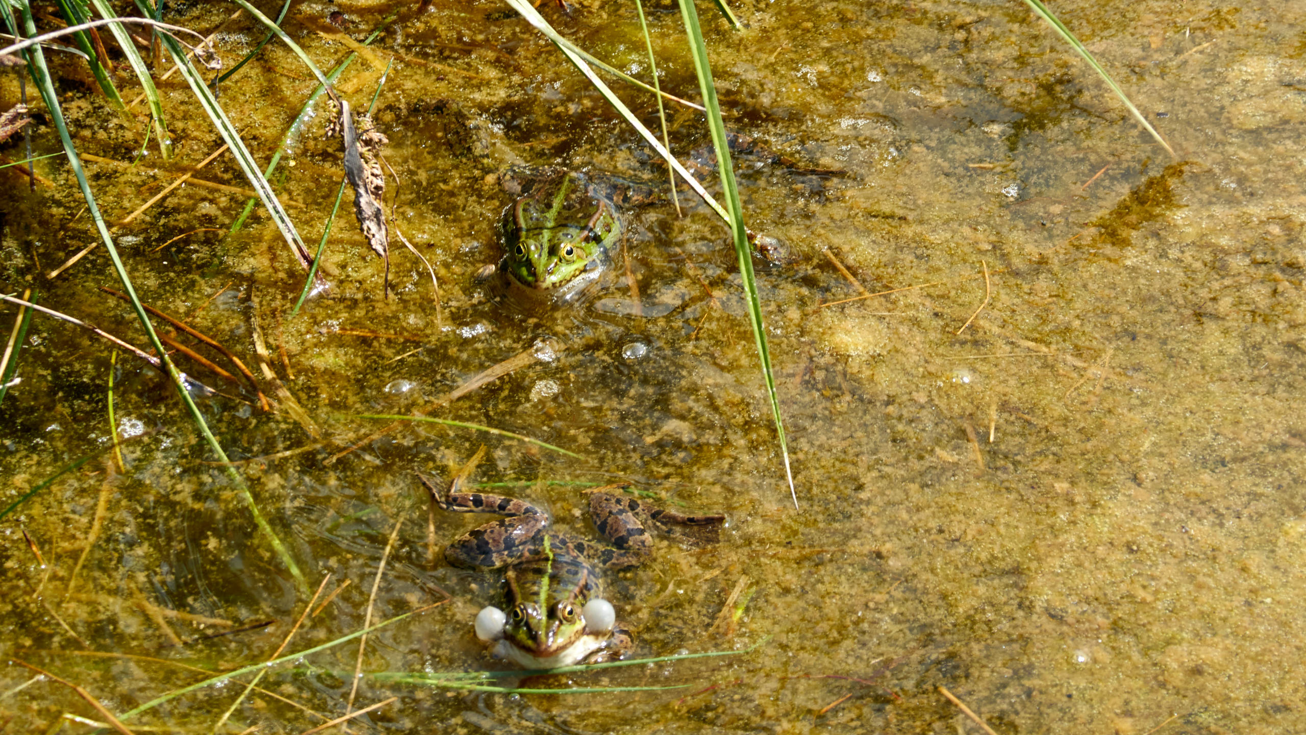 2021-06-05_DSC-RX100M7_DSC00277