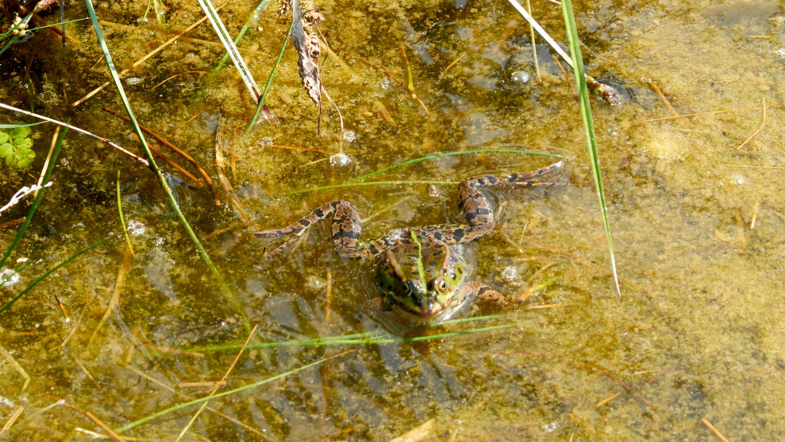 2021-06-05_DSC-RX100M7_DSC00279
