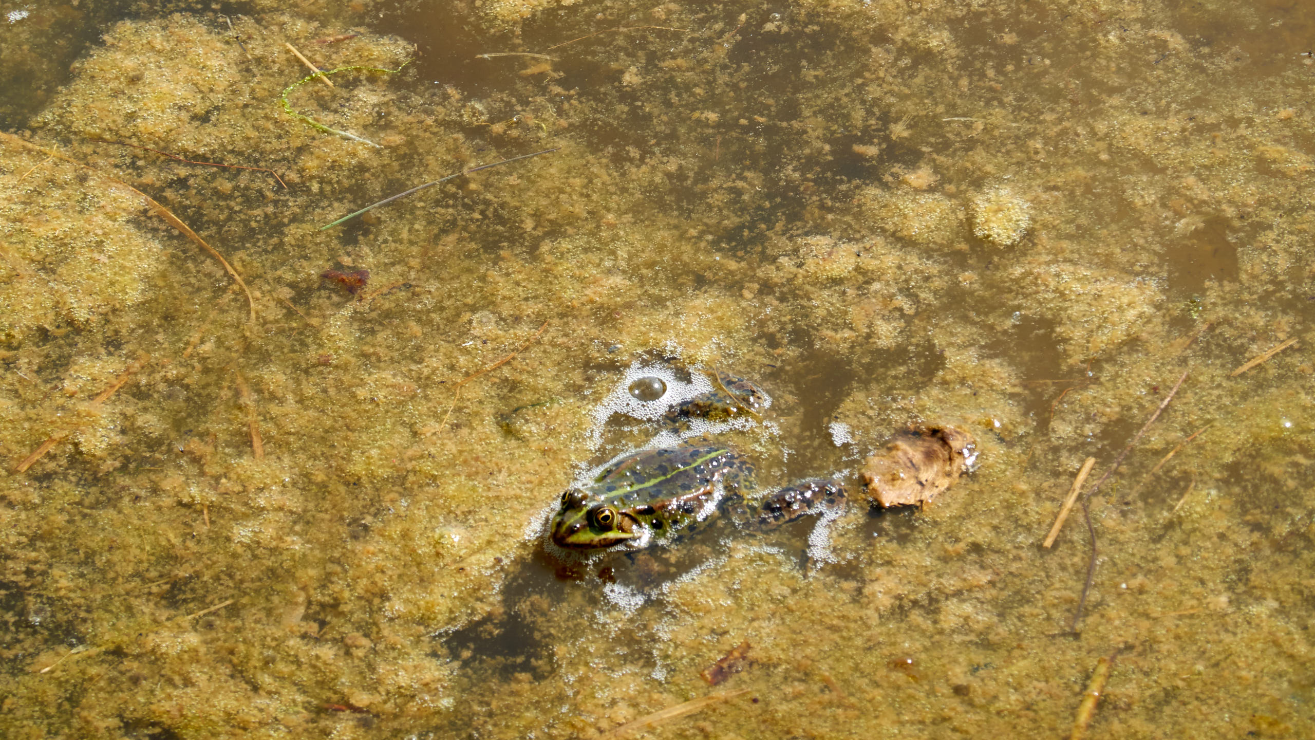 2021-06-05_DSC-RX100M7_DSC00289