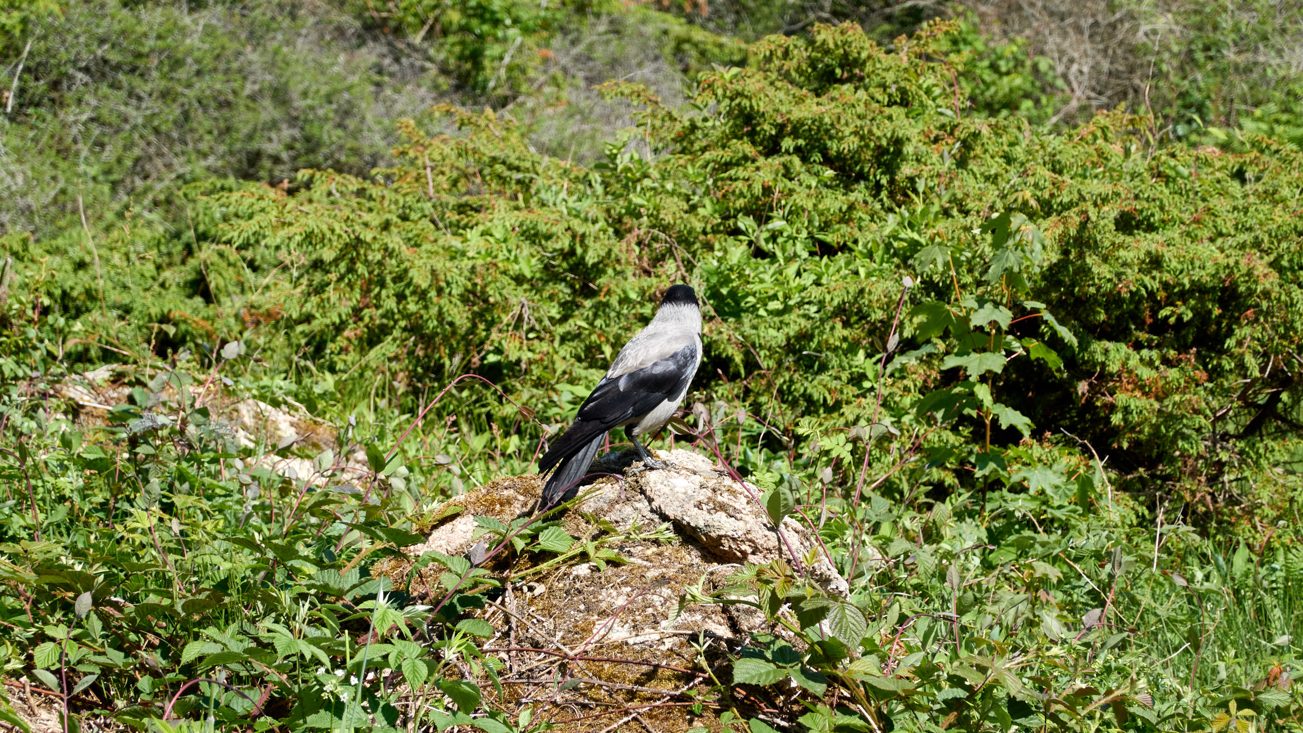 2021-06-05_DSC-RX100M7_DSC00309