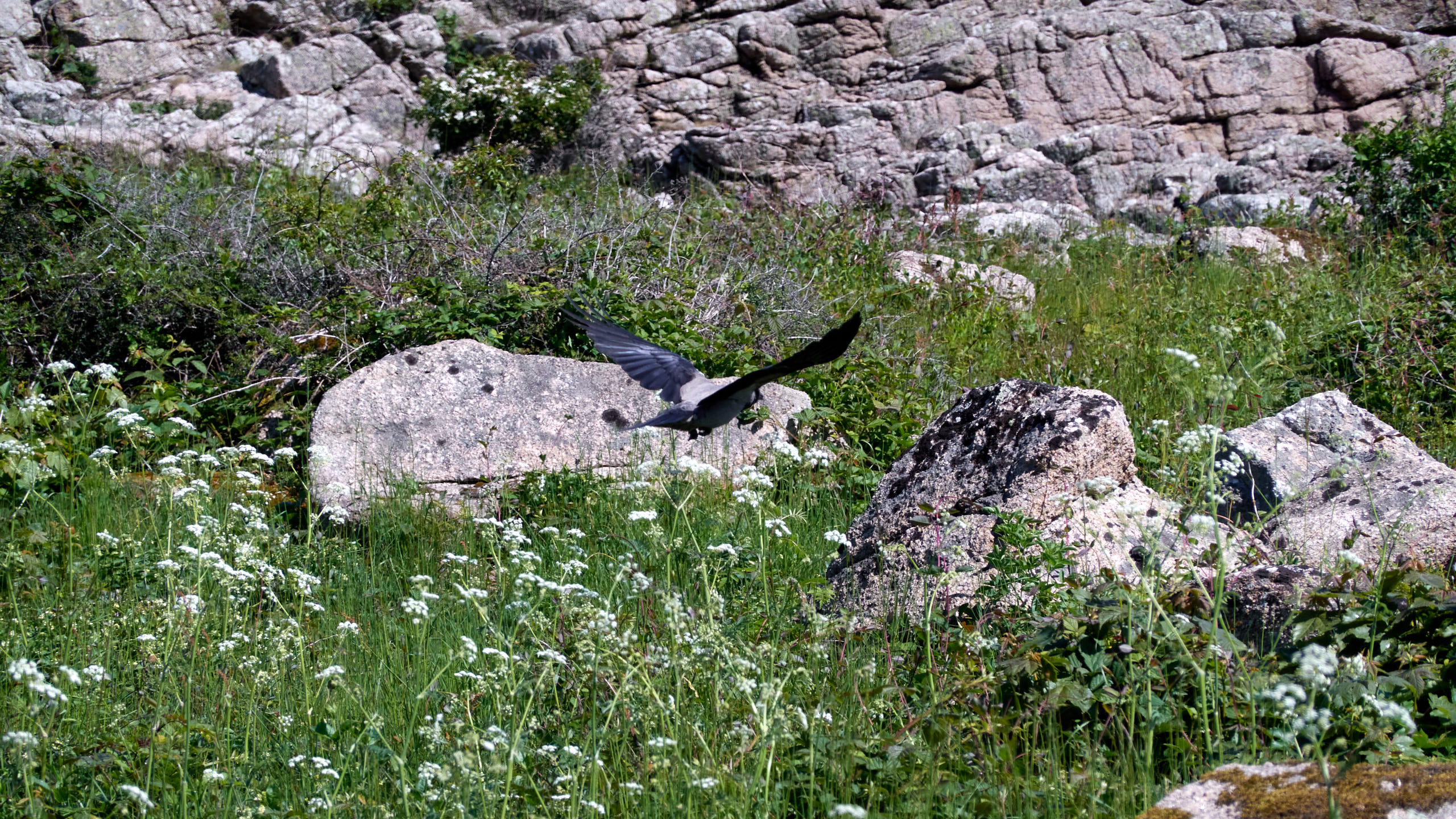 2021-06-05_DSC-RX100M7_DSC00323