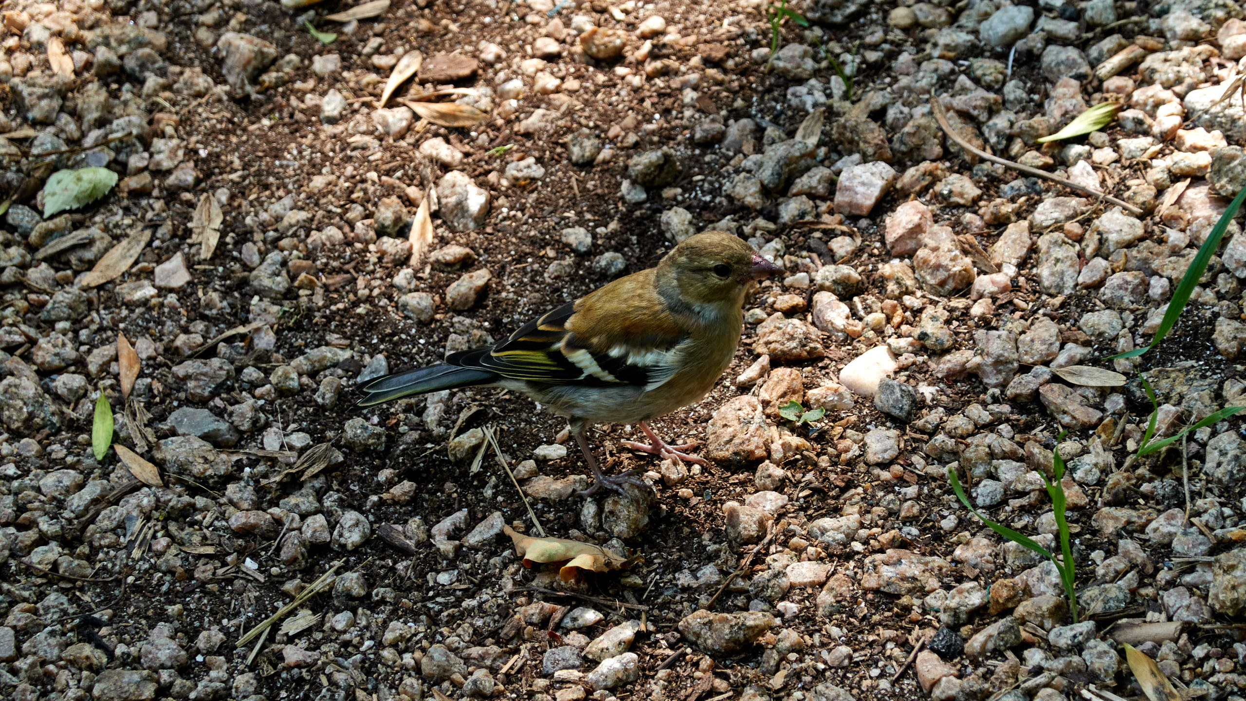 20210718_142422_DSC-RX100M7_DSC01027