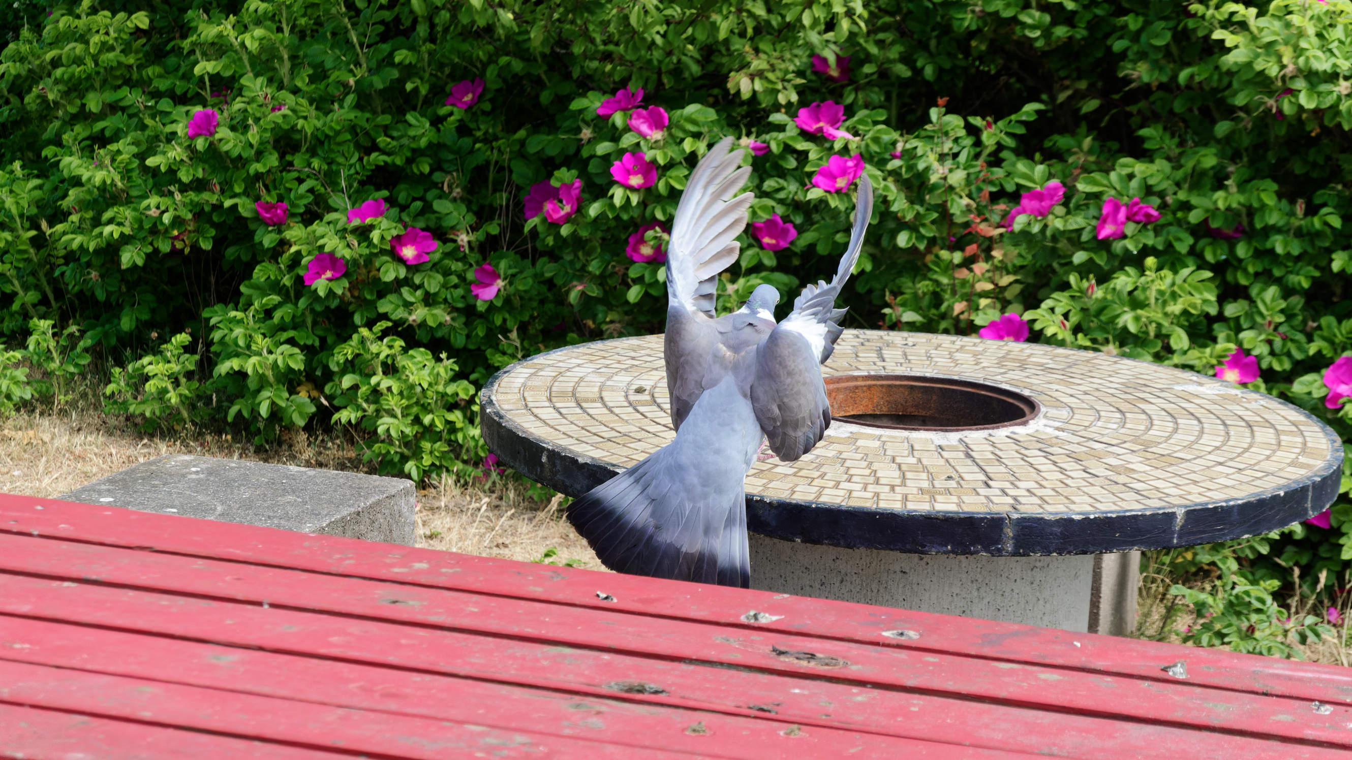 2021-06-10_DSC-RX100M7_DSC00373