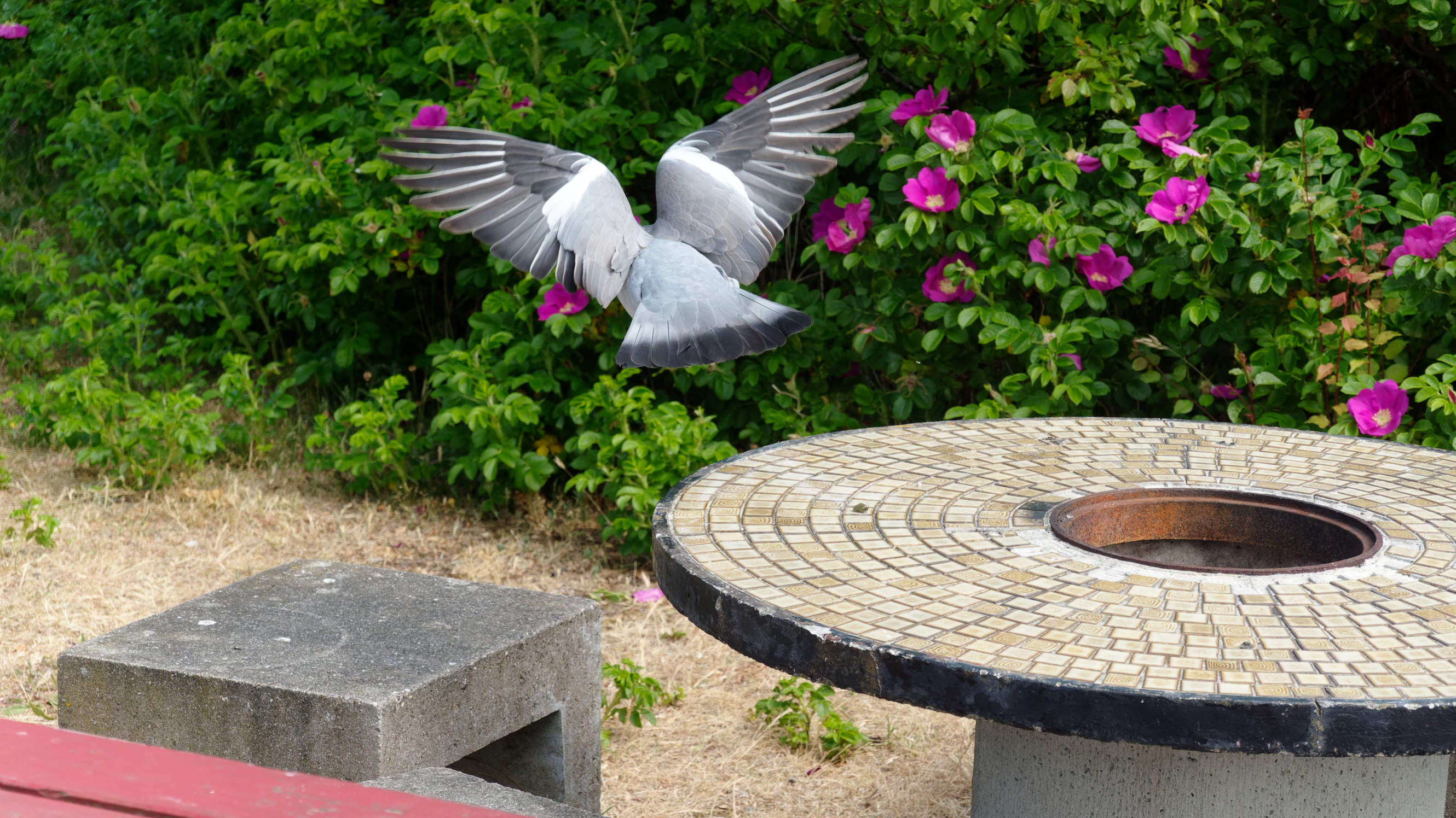 2021-06-10_DSC-RX100M7_DSC00381