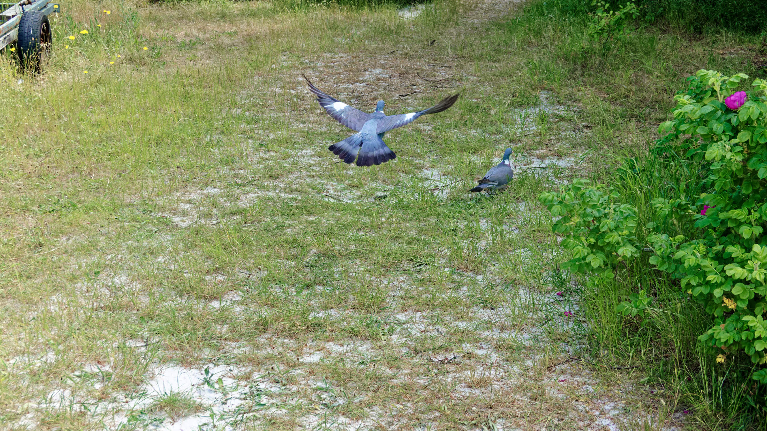 2021-06-10_DSC-RX100M7_DSC00395