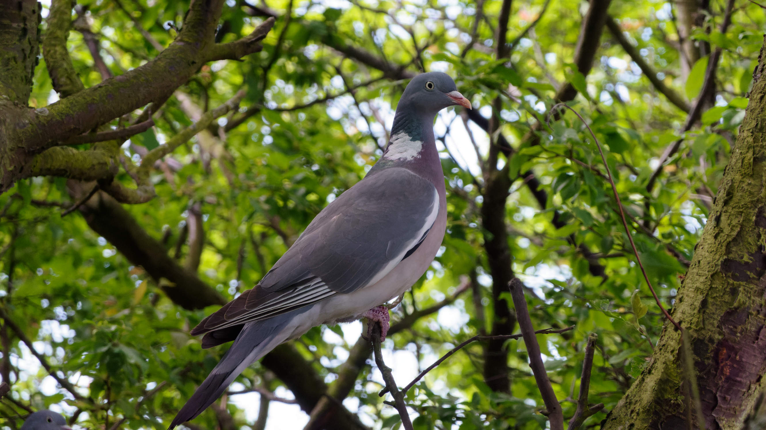 2021-06-10_DSC-RX100M7_DSC00415