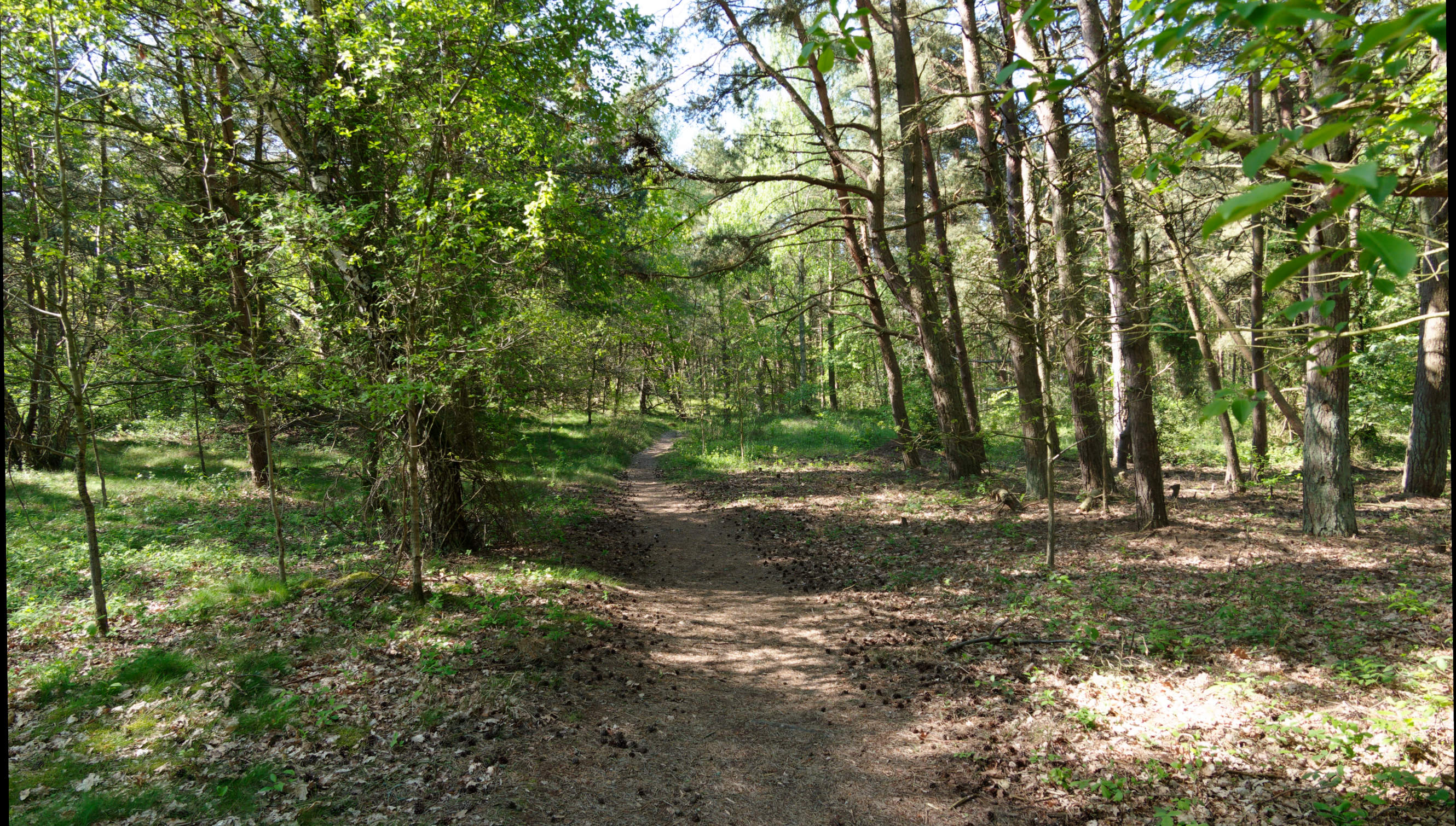 2021-06-03_DSC-RX100M7_DSC00115