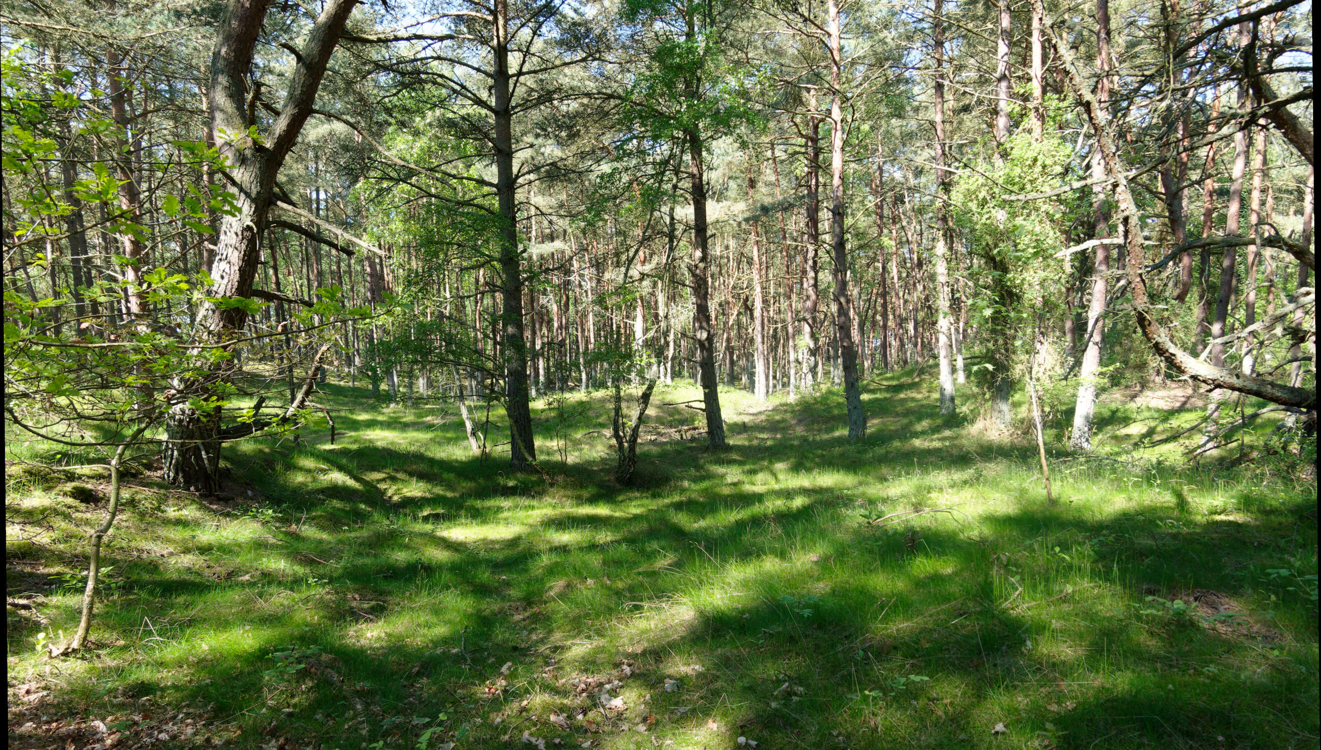 2021-06-03_DSC-RX100M7_DSC00116