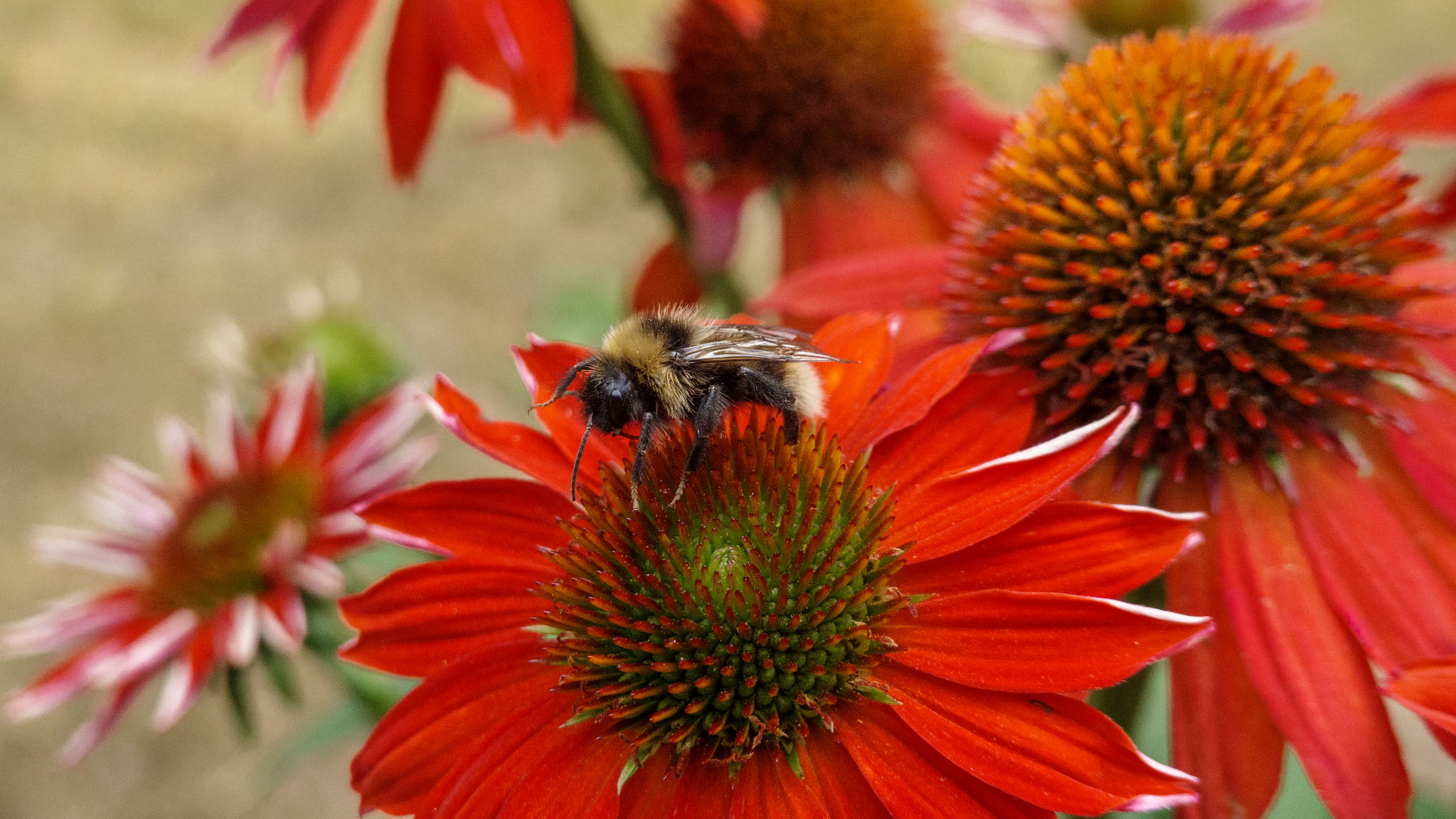 20210725_160109_DSC-RX100M7_DSC01352