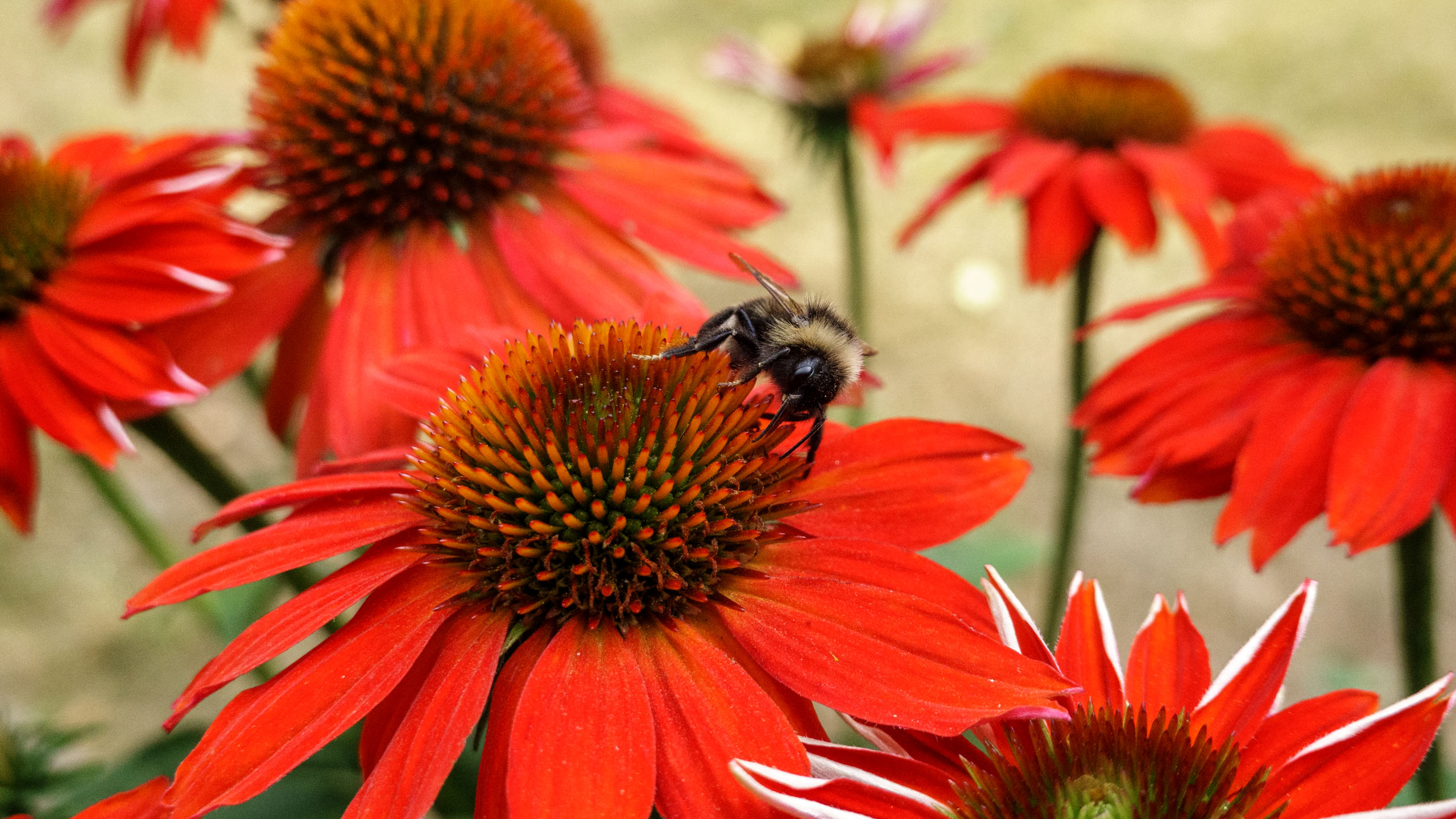 20210725_160203_DSC-RX100M7_DSC01354