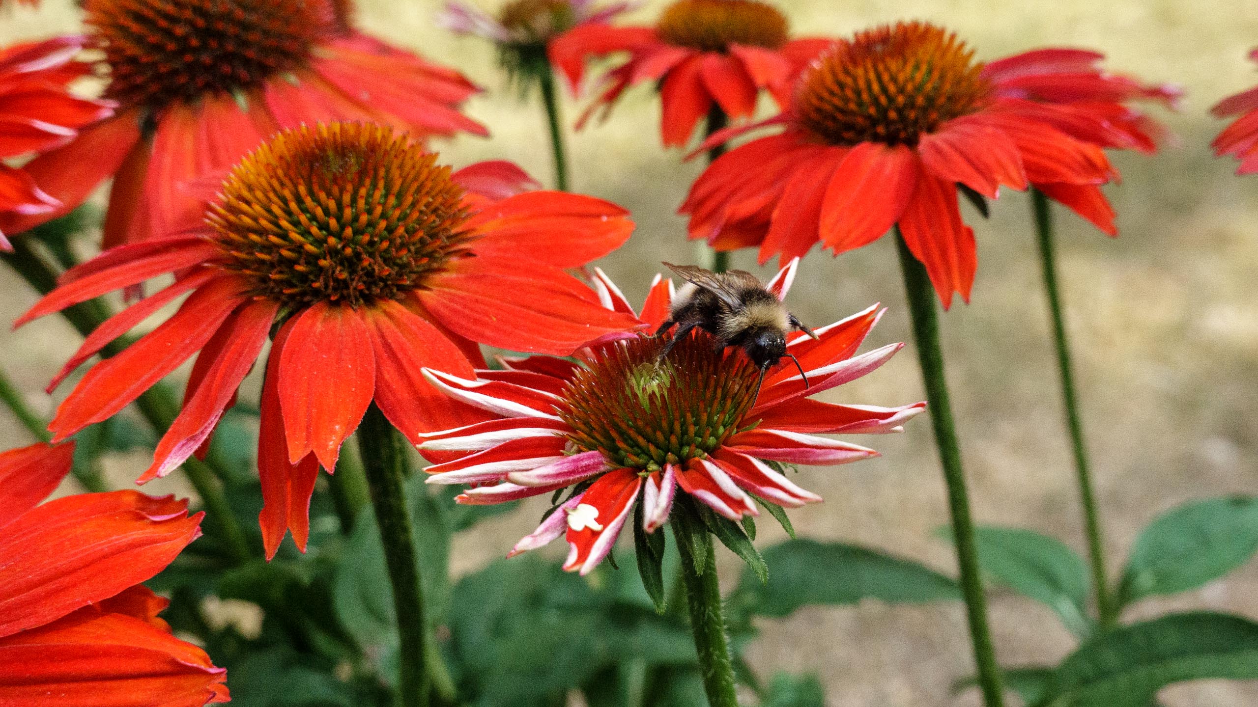 20210725_161341_DSC-RX100M7_DSC01372