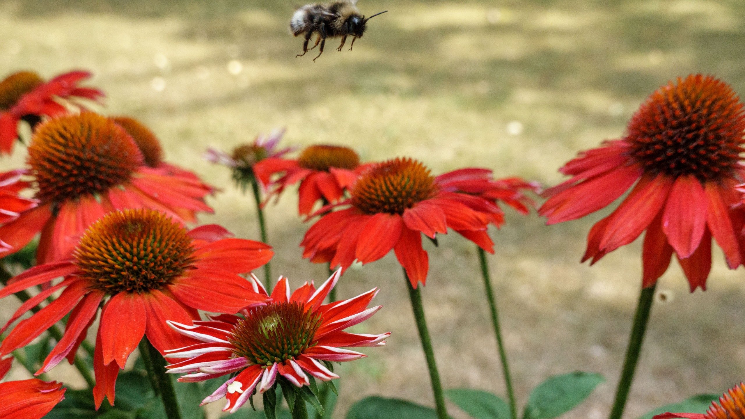 20210725_161346_DSC-RX100M7_DSC01377