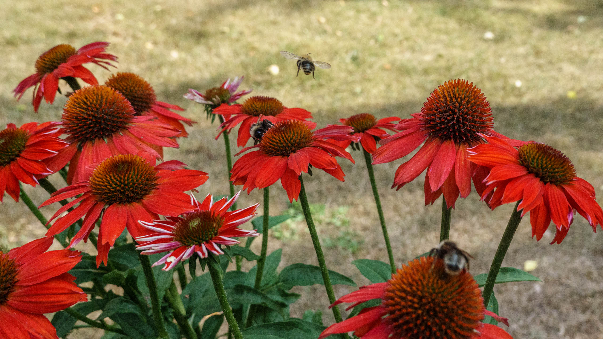 20210725_161748_DSC-RX100M7_DSC01400