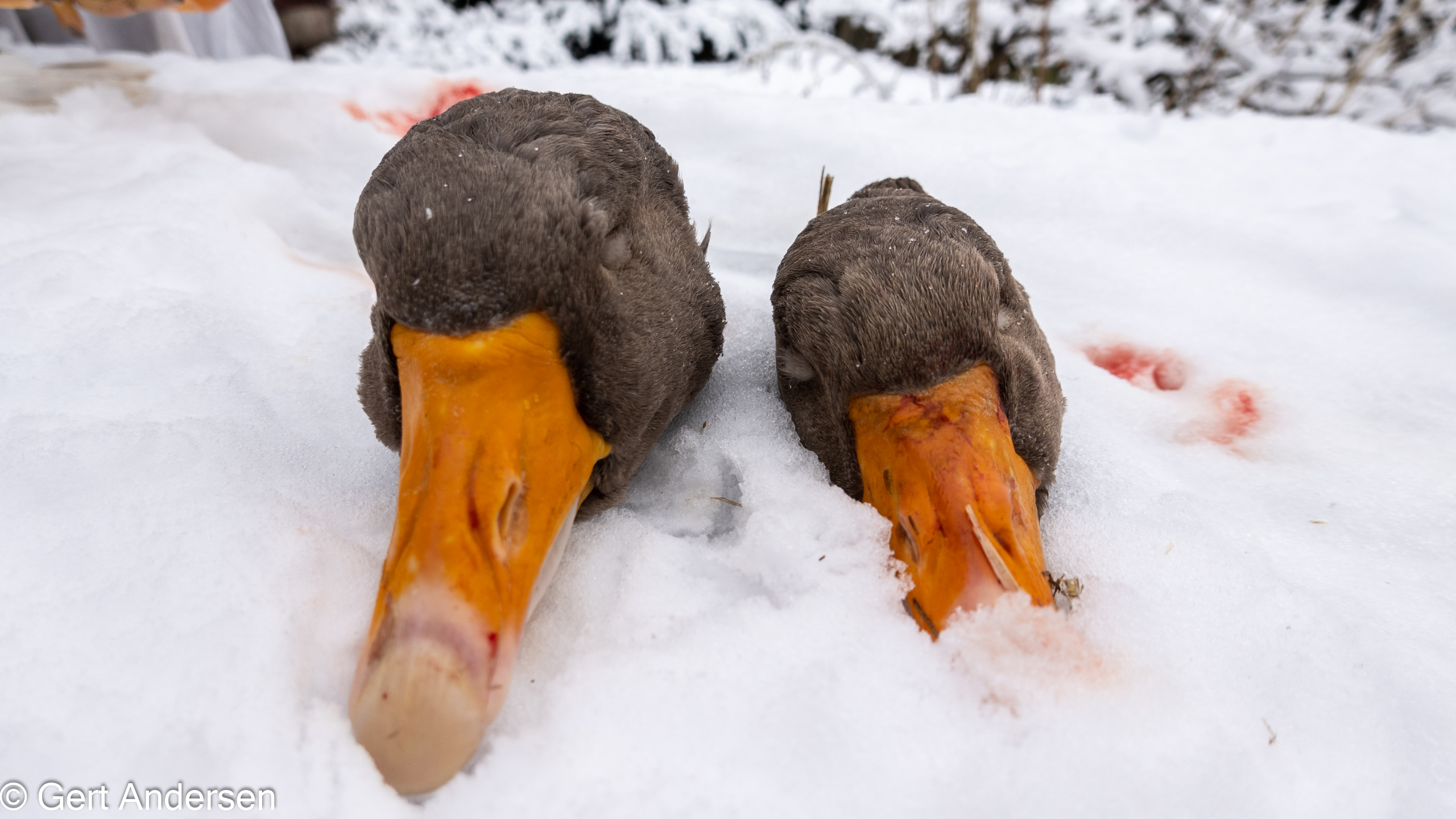 20211211_113221_DSC-RX100M7_DSC02552